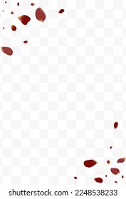 Beautiful Floral Falling Vector Transparent Background. Summer Sakura Wallpaper. Pink Rose Spring Poster. Delicate Flower Japanese Pattern.