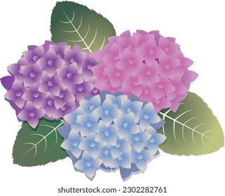 Hermoso fondo floral de hidrangea en temporada de lluvias estivales
