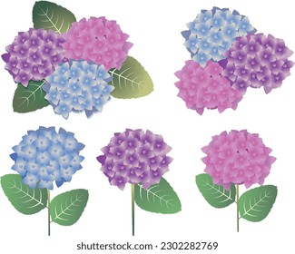 Beautiful flower background of hydrangea in summer rainy season
