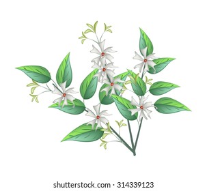 Beautiful Flower, Bunch of White Tuberose Flowers or Night Blooming Jasmine with Green Leaves Isolated on White Background.