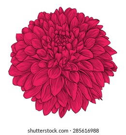 Beautiful flower Dahlia isolated on white background. .  for design  greeting cards and invitations of the wedding, birthday, Valentine's Day, mother's day and other seasonal holidays