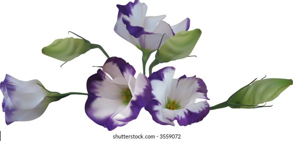 Beautiful Flower Design element. An illustration of a beautiful flower motif