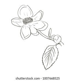 Beautiful flower draw