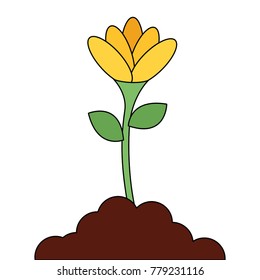 beautiful flower in grown