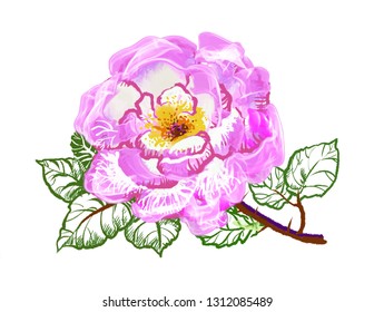 Beautiful flower, hand drawn, vector illustration