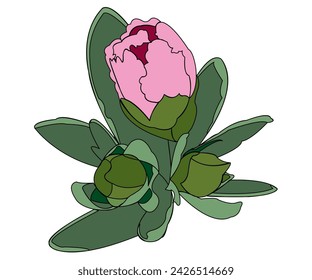 A beautiful flower has not opened its petals and is in bud. Three closed water lilies are on one stem, surrounded by green leaves.