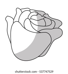 beautiful flower icon over white background. vector illustration