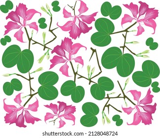 Beautiful Flower, Illustration Background of Pink Bauhinia Purpurea or Pink Orchid Tree with Green Leaves.
