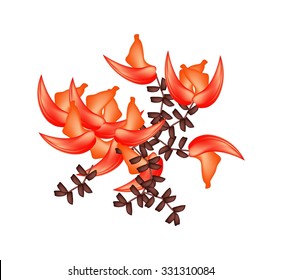 Beautiful Flower, Illustration of Beautiful Bastard Teak Flowers or Butea Monosperma Flowers Isolated on Transparent Background.