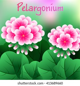 Beautiful Flower, Illustration Bunch of Beautifull Red Geranium Flowers or Pelargonium Graveolens. Vector illustration