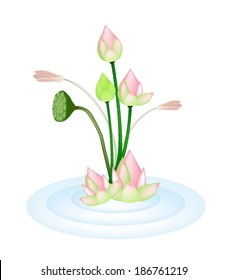 Beautiful Flower, An Illustration Bunch of Pink Lotus Flower or Water Lily and Lotus Seed Pods on Blue Water. 