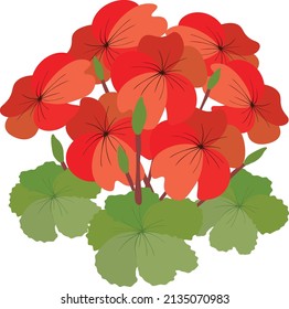 Beautiful Flower, Illustration Bunch of Beautiful Red Geranium Flowers or Pelargonium Graveolens Flowers Isolated on White Background.
