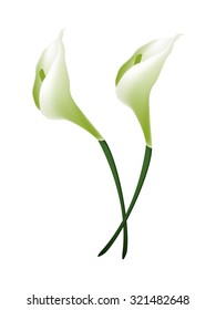 Beautiful Flower, Illustration Bunch of White Calla Lily Flowers or White Arum Lily Blossoms with Green Leaves Isolated on White Background.