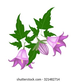 Beautiful Flower, Illustration of Campanula Rotundifolia Flower or Harebell with Green Leaves on Tree Branch.