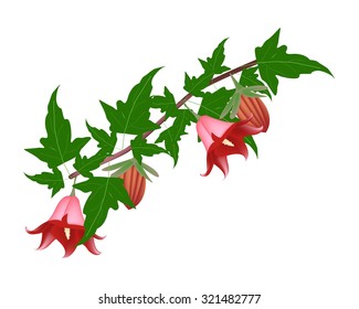 Beautiful Flower, Illustration of Canarina Canariensis Flower or Canarian Bellflower with Green Leaves on Tree Branch.
