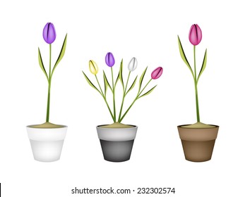 Beautiful Flower, Illustration Collection of Lovely Spring Tulips in Terracotta Flower Pots for Garden Decoration. 