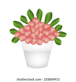 Beautiful Flower, An Illustration of Crown of Thorn or Euphorbia Milii Flowers with Green Leaves in Terracotta Flower Pot for Garden Decoration. 