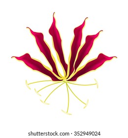 Beautiful Flower, Illustration of Flame Lily, Climbing Lily, Gloriosa Superba Isolated on A White Background