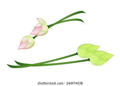 Beautiful Flower, Illustration of Four Pink Lotus Flower or Water Lily Isolated on White Background. 