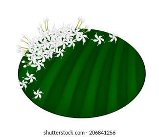 Beautiful Flower, An Illustration Fresh White Common Gardenias or Cape Jasmine Flowers on Green Banana Leaf Isolated on A White Background 