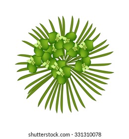 Beautiful Flower, Illustration of Beautiful Green Cypress Spurge or Euphorbia Cyparissias Isolated on Transparent Background.