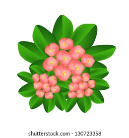 Beautiful Flower, An Illustration Group of Fresh Crown of Thorn or Euphorbia Milii Flowers on Green Leaves Isolated on A White Background