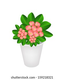 Beautiful Flower, An Illustration Group of Fresh Crown of Thorn or Euphorbia Milii Flowers in Flowerpot for Garden Decoration. 