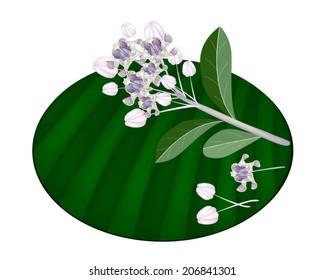 Beautiful Flower, An Illustration Group of Fresh Calotropis Gigantea Flower or Crown Flower on Green Banana Leaf Isolated on A White Background 