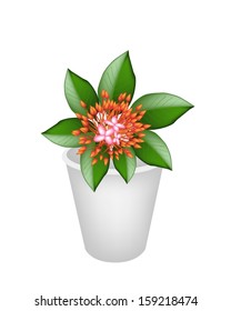 Beautiful Flower, An Illustration Group of Red Ixora Flowers on Green Leaves in A Flowerpot for Garden Decoration 