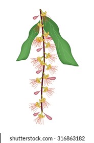 Beautiful Flower, Illustration of Indian Oak Flower, Barringtonai Acutangula Flower or Freshwater Mangrove Flower with Green Leaves Isolated on White Background.