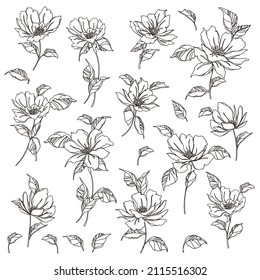 Beautiful flower illustration material collection,