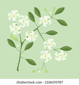 Beautiful Flower, Illustration of Orange Jasmine or Mock Orange Flowers on Green Leaves Isolated on A White Background
