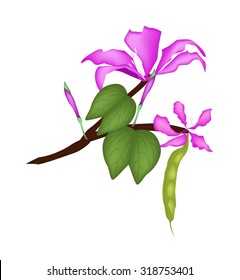 Beautiful Flower, Illustration of Pink Bauhinia Purpurea or Pink Orchid Tree with Green Leaves Isolated on White Background.