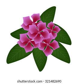 Beautiful Flower, Illustration of Pink Cape Periwinkle, Bringht Eye, Indian Periwinkle, or Madagascar Periwinkle Flowers with Green Leaves Isolated on White Background.