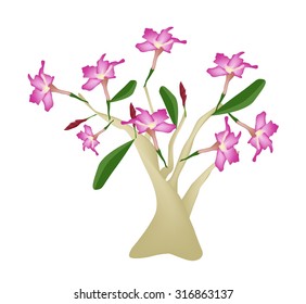 Beautiful Flower, Illustration of Pink Desert Rose or Pink Bignonia Isolated on White Background.