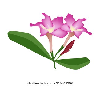 Beautiful Flower, Illustration of Pink Desert Rose Flower or Pink Bignonia Flower with Green Leaves Isolated on White Background.