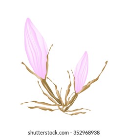 Beautiful Flower, Illustration of Beautiful Pink Equiphyllum Flowers Isolated on A White Background