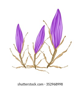 Beautiful Flower, Illustration of Beautiful Pink Equiphyllum Flowers Isolated on A White Background