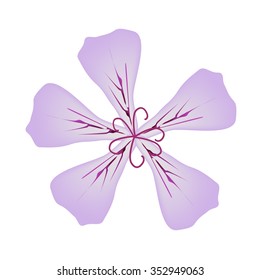 Beautiful Flower, Illustration of Beautiful Pink Rose Geranium Flowers or Pelargonium Graveolens Flowers Isolated on White Background.
