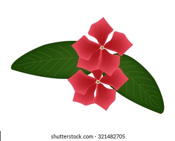 Beautiful Flower, Illustration of Red Cape Periwinkle, Bringht Eye, Indian Periwinkle, or Madagascar Periwinkle Flowers with Green Leaves Isolated on White Background.