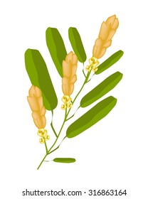 Beautiful Flower, Illustration Ringworm Bush Flower or Senna Alata Flower with Green Leaves Isolated on White Background