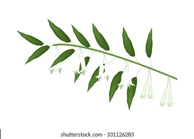 Beautiful Flower, Illustration of Solomons Seal Flowers or Polygonatum Multiflorum Flowers with Green Leaves Isolated on Transparent Background.