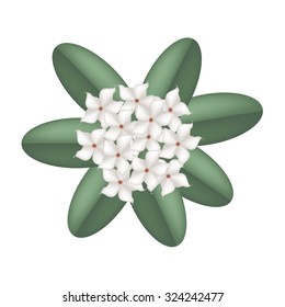 Beautiful Flower, Illustration of Stephanotis Floribunda Flowers or Madagascar Jasmine Flowers on Green Leaves.