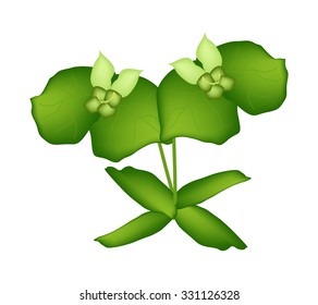 Beautiful Flower, Illustration of Two Beautiful Green Cypress Spurge or Euphorbia Cyparissias Isolated on Transparent Background.