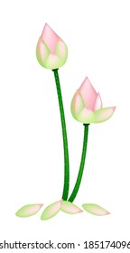 Beautiful Flower, An Illustration of Two Pink Lotus Flower or Water Lily Isolated on White Background. 
