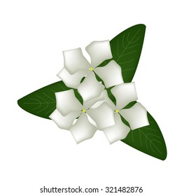 Beautiful Flower, Illustration of White Cape Periwinkle, Bringht Eye, Indian Periwinkle, or Madagascar Periwinkle Flowers with Green Leaves Isolated on White Background.