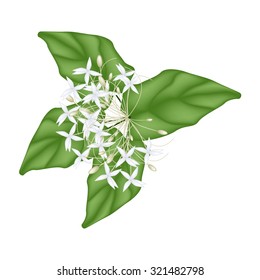 Beautiful Flower, Illustration of White Indian Cork Flowers or Millingtonia Hortensis Flowers with Green Leaves Isolated on White Background.