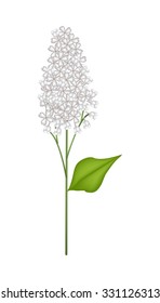 Beautiful Flower, Illustration of White Lilac or Syringa Vulgaris with Green Leaves Isolated on Transparent Background.