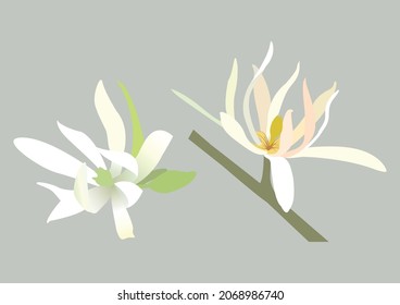 Beautiful Flower, Illustration of White Michelia Alba Flower or Michelia Champaca, Champaka Flower Isolated on Gray Background