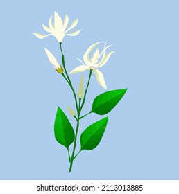 Beautiful Flower, Illustration of White Michelia Alba or White Champaca Flowers with Green Leaves on Tree Branches.
